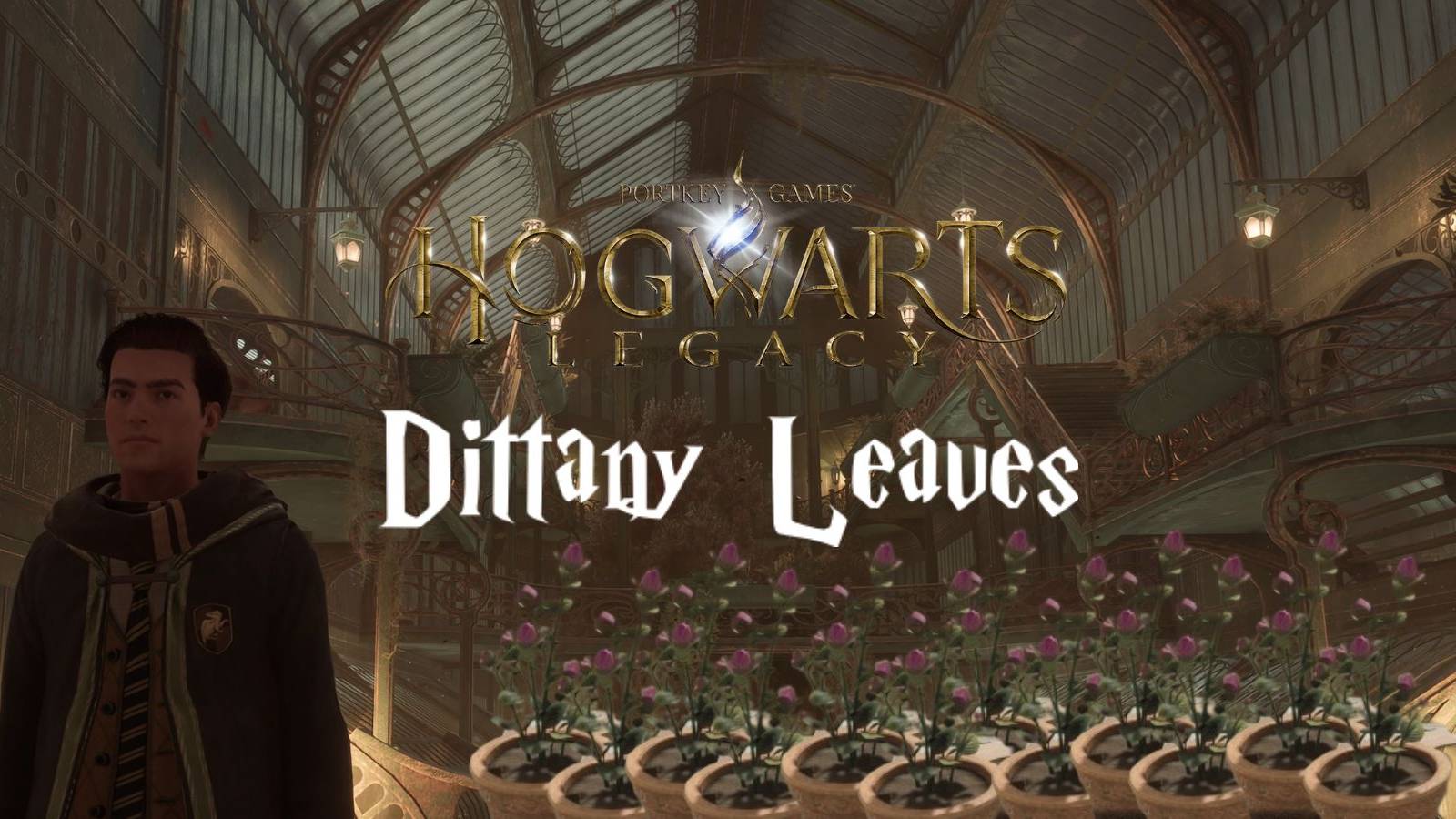 hogwarts legacy dittany leaves guide
