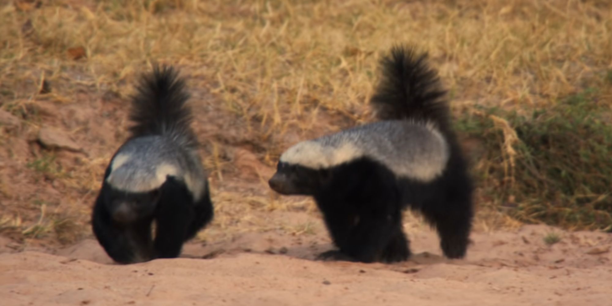 A pair of Honey Badgers