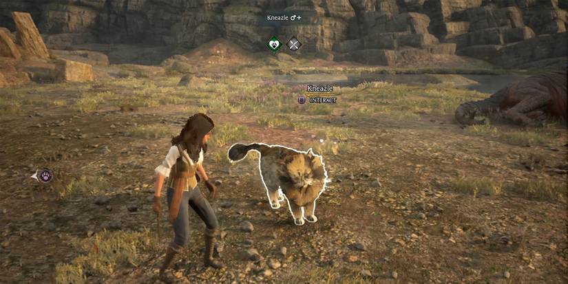 how to catch shiny kneazle in hogwarts legacy