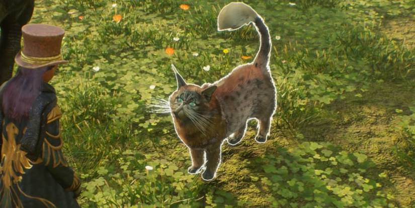 kneazle in the beast sanctuary