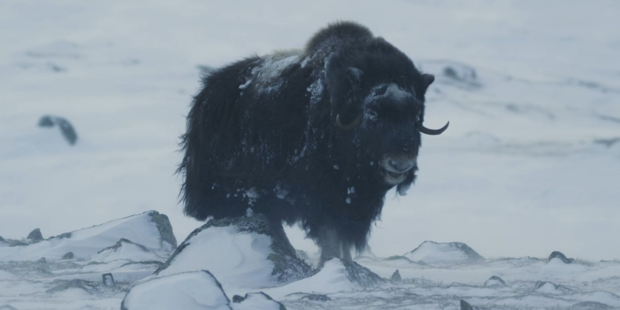 Musk Ox in the cold