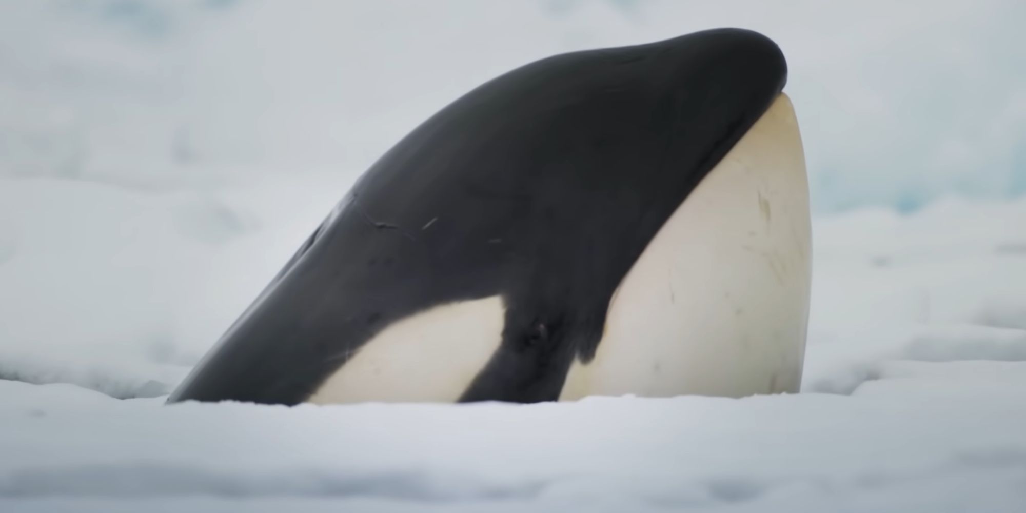 Orca hunting in the ice