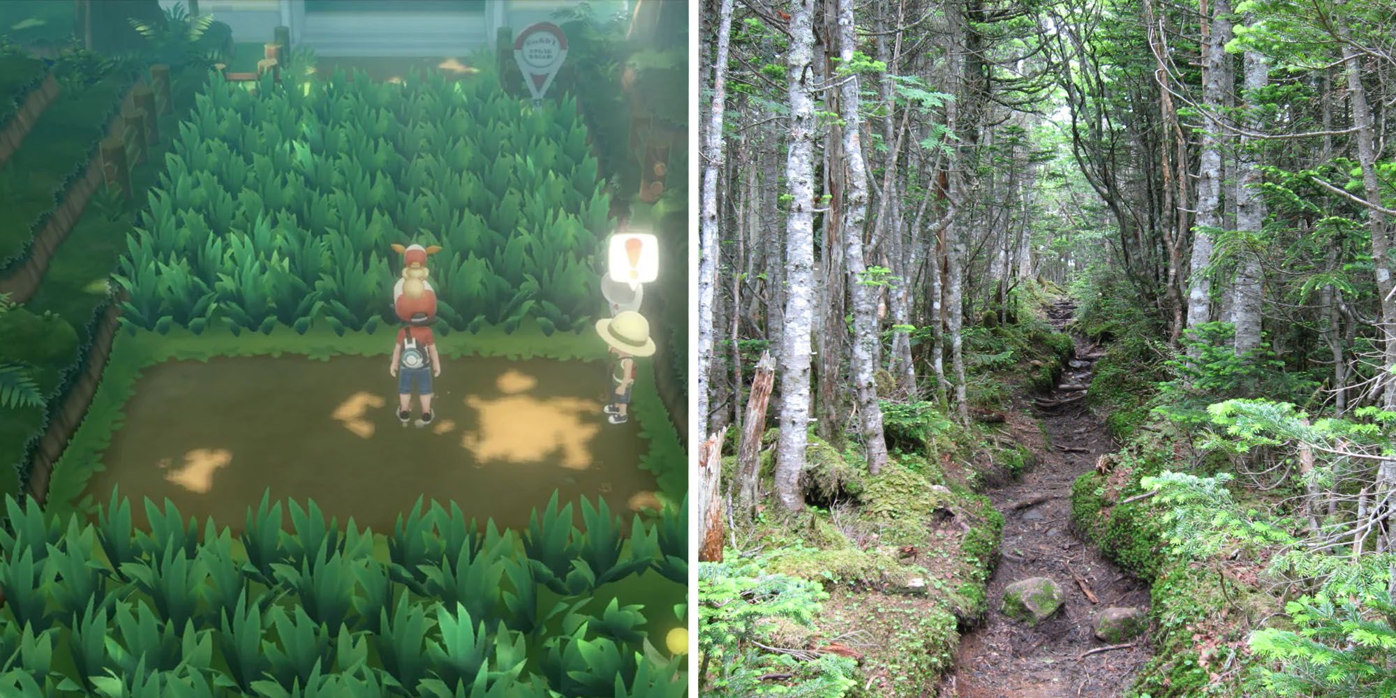 Comparison of Viridian Forest and Mt. Tokusa Tozandou