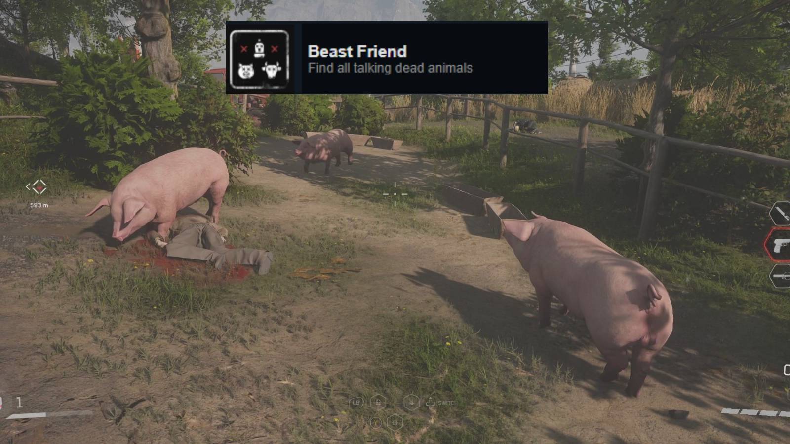 some pigs wandering about