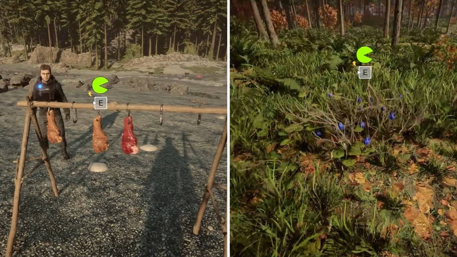 Sons Of The Forest Best Food