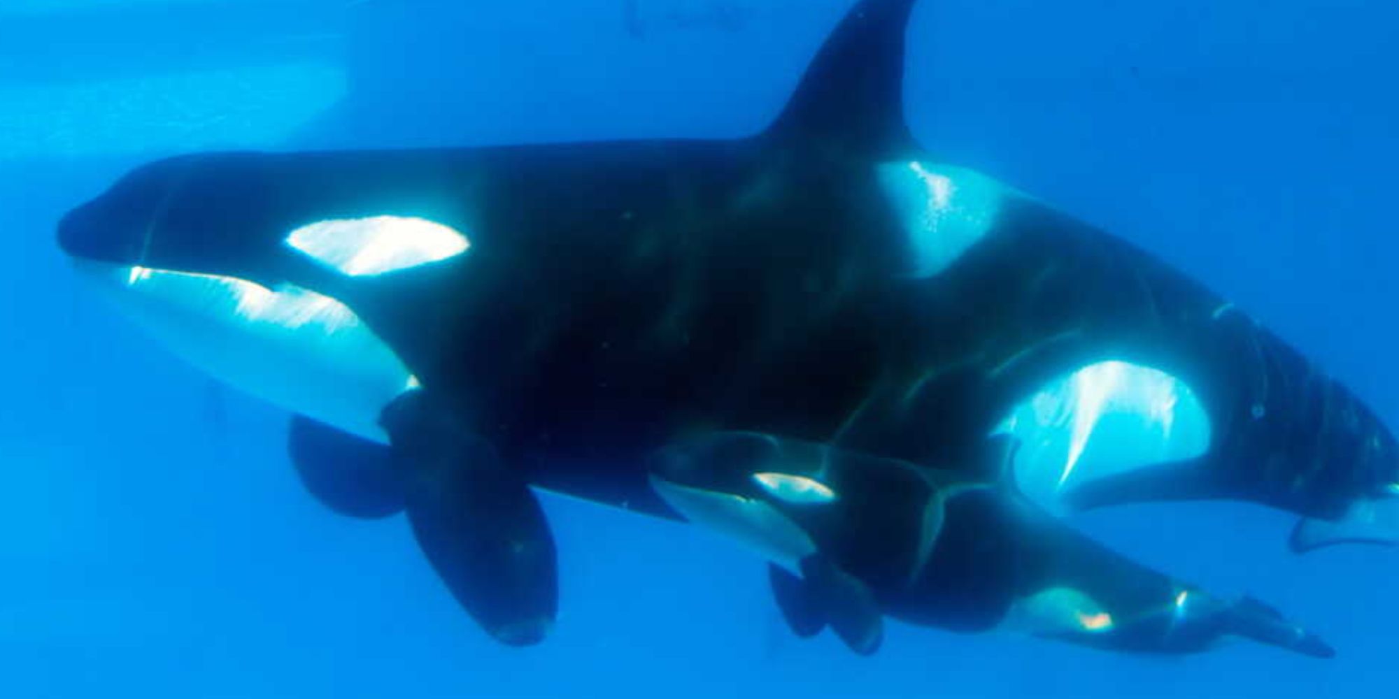 (photo) underwater, an orca with a baby orca