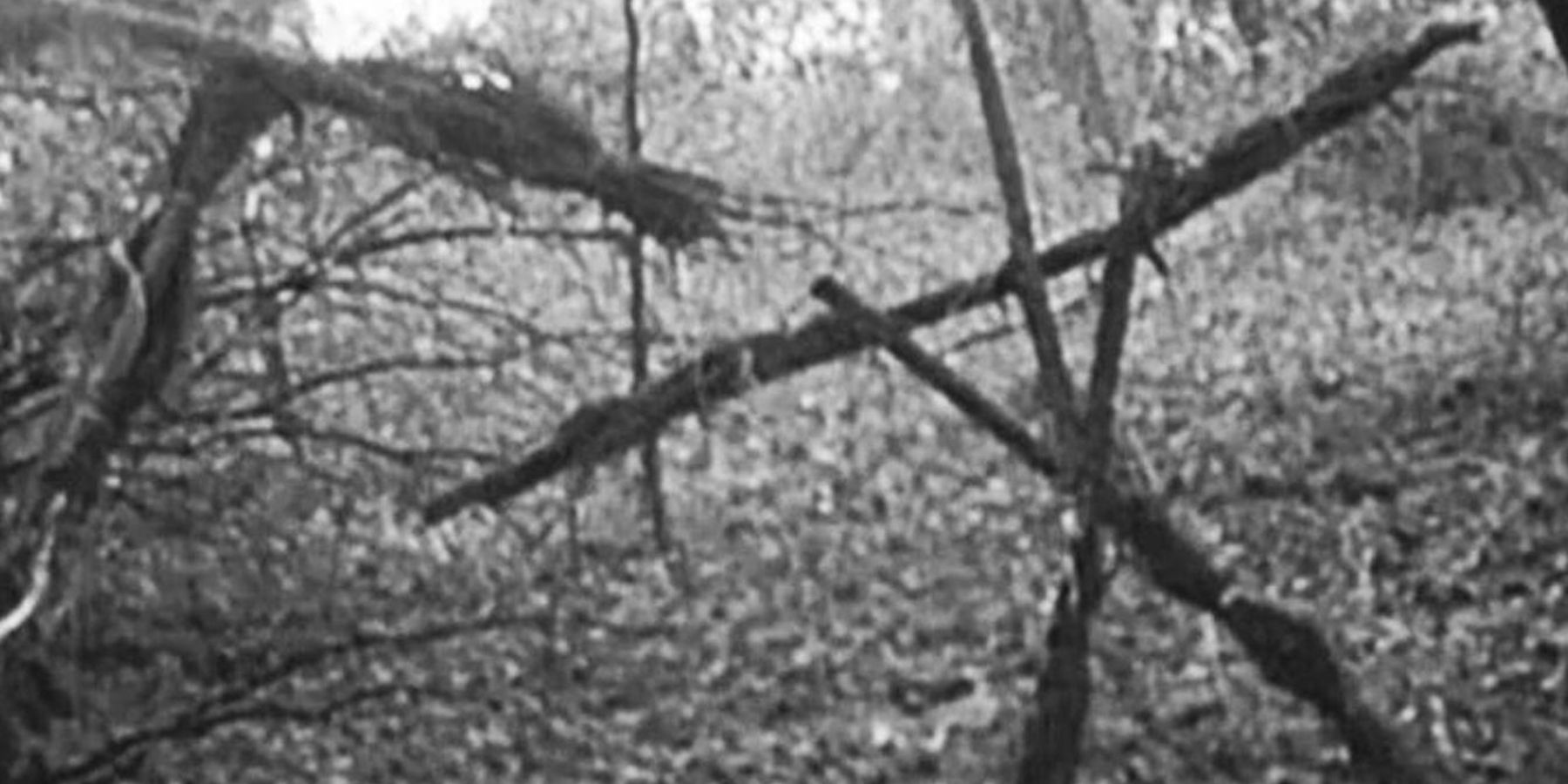 The stick figures in the woods in The Blair Witch Project