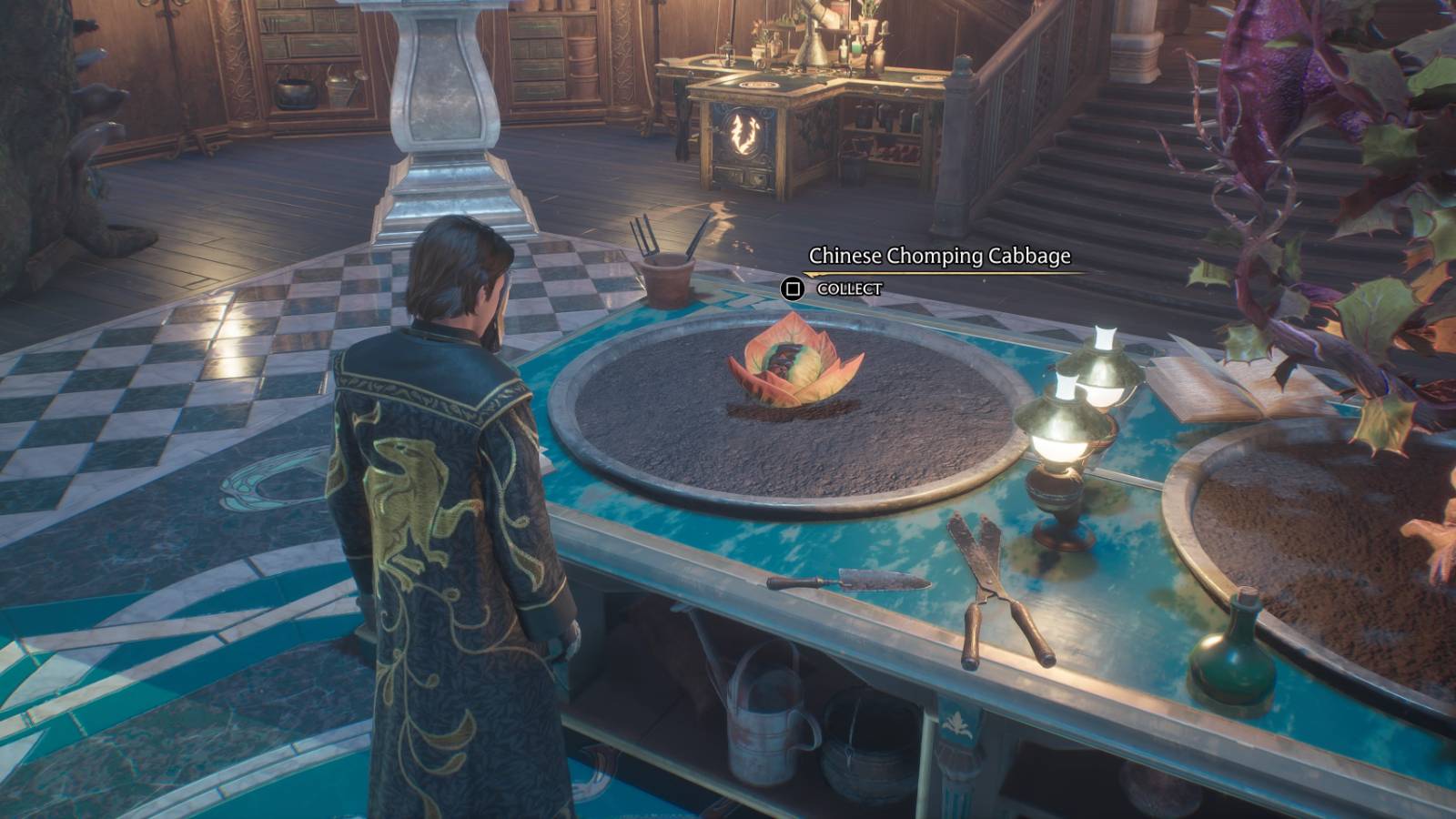 Growing Chinese Chomping Cabbages in Hogwarts Legacy