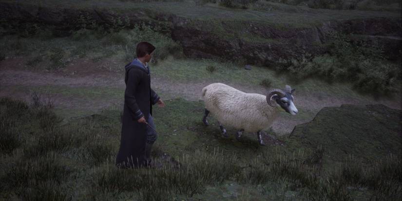 Hogwarts Legacy Sheep