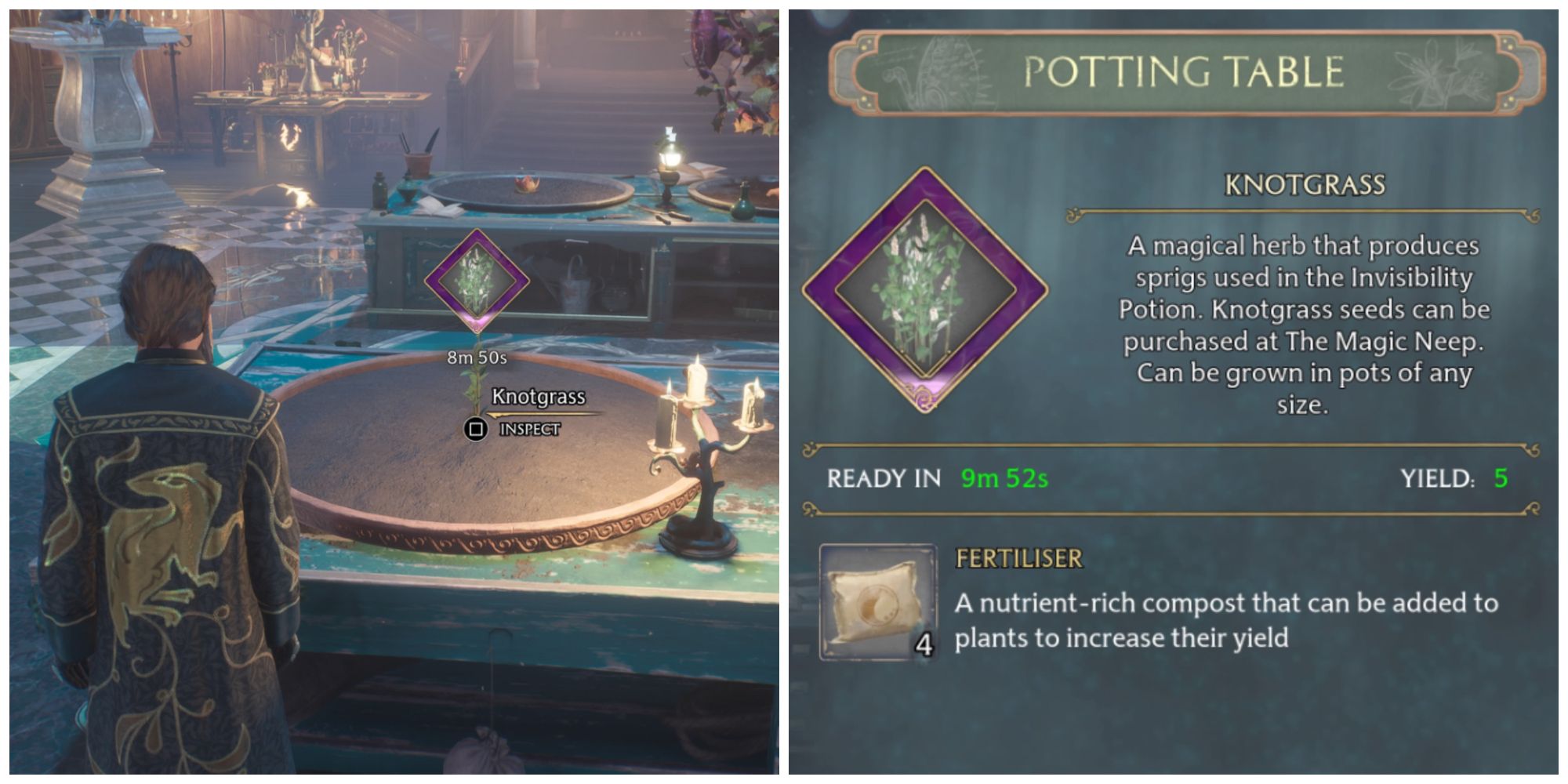 Growing Knotgrass Sprigs in Hogwarts Legacy