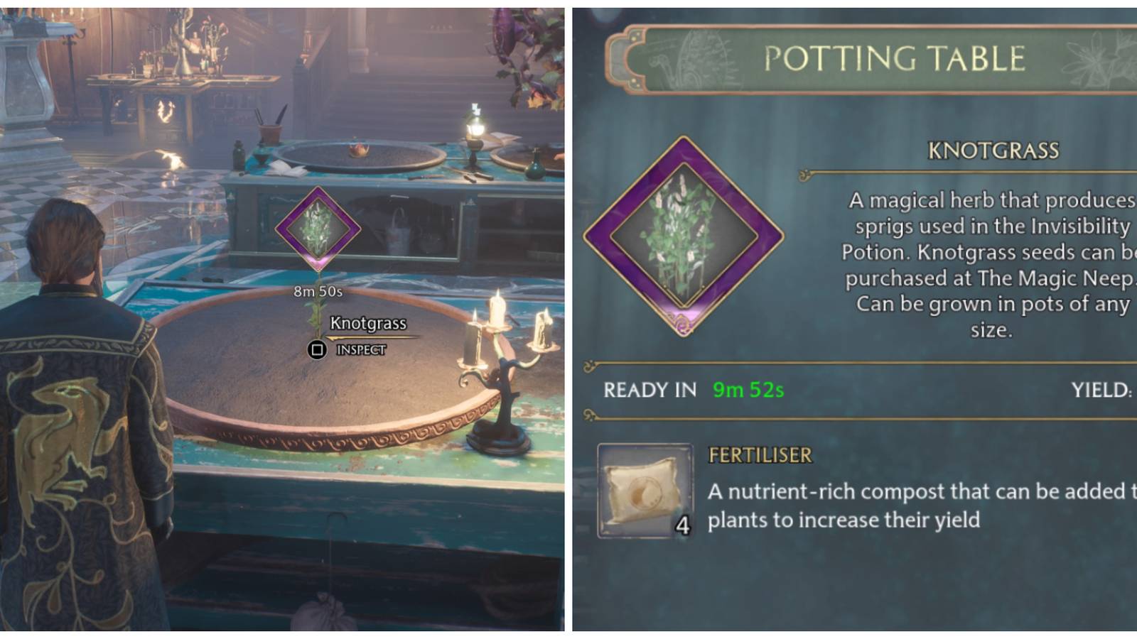 Growing Knotgrass Sprigs in Hogwarts Legacy