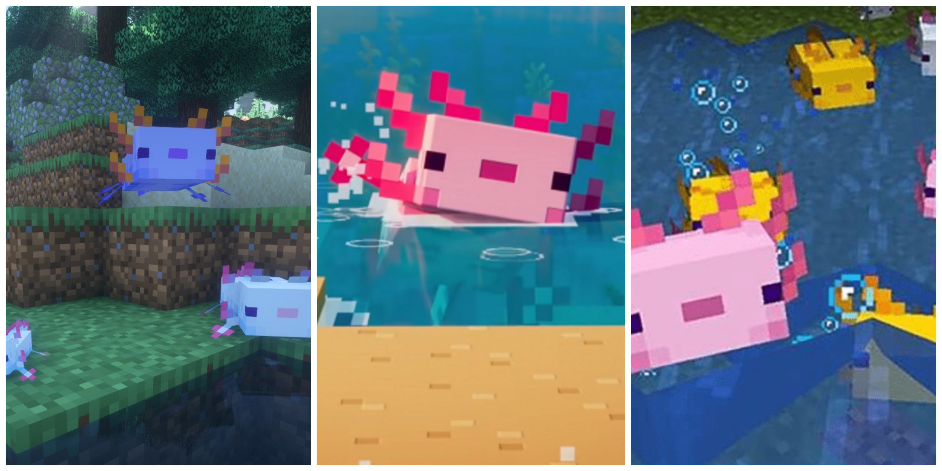 Minecraft Axolotls Facts Kaki Field Guide