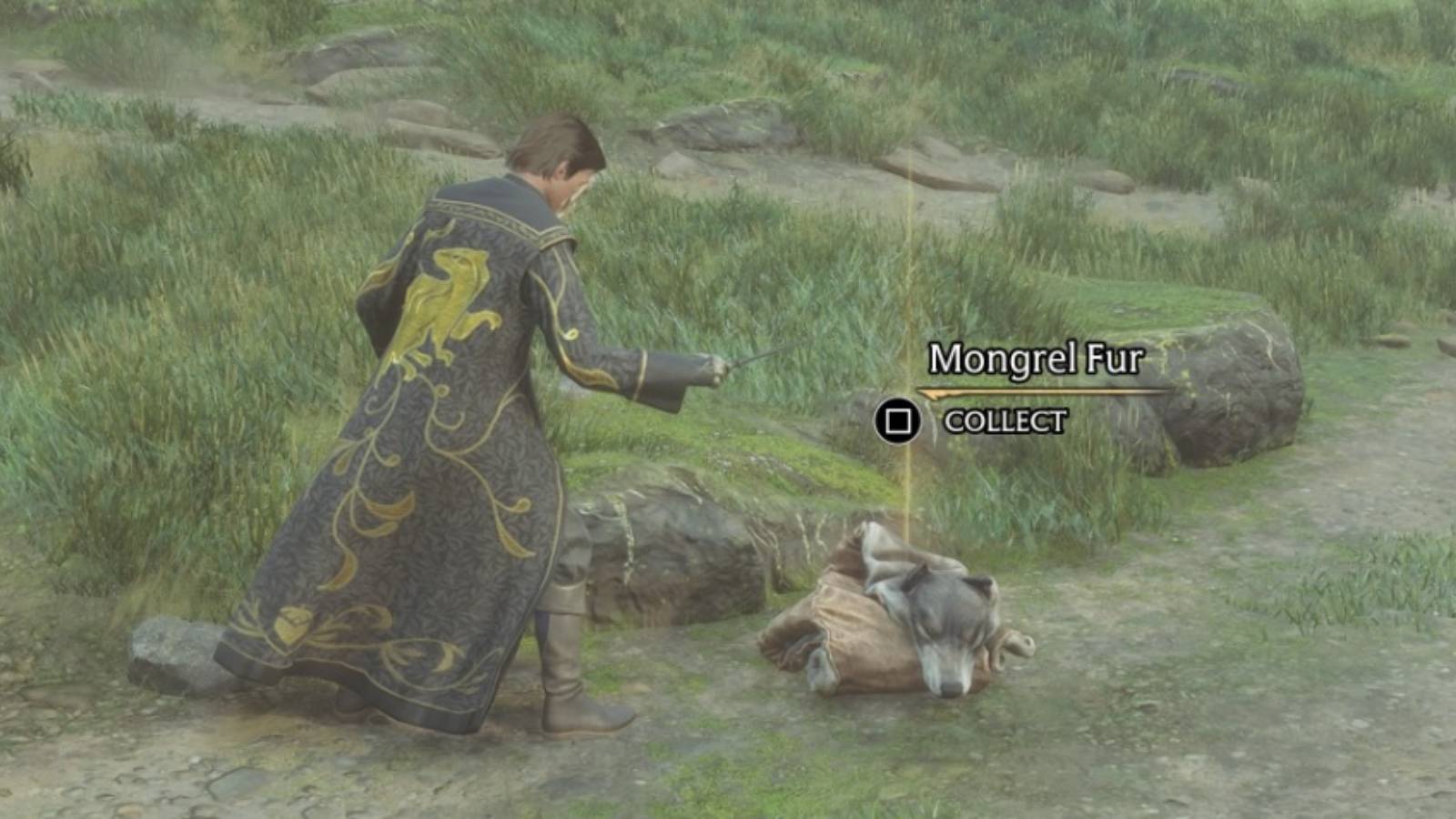 Finding Mongrel Fur in Hogwarts Legacy