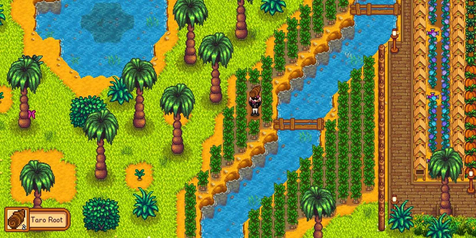 Crop of irrigated Taro Root near river