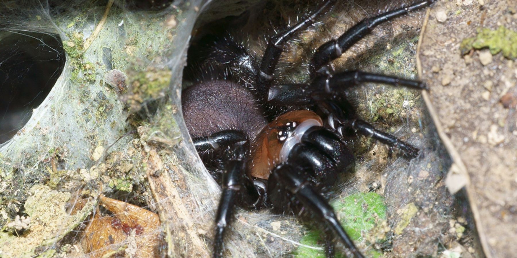 tUNNEL WEB SPIDER