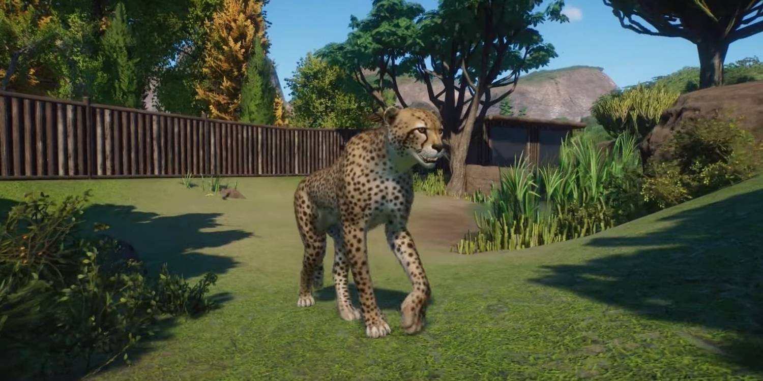 Cheetah
