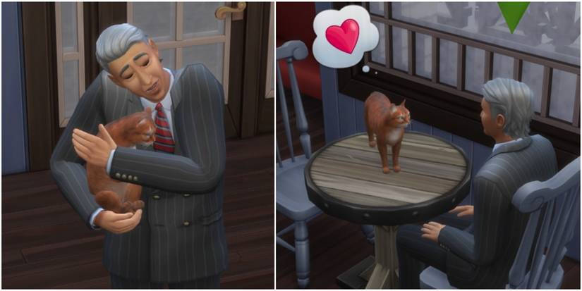 getting closer with a stray cat