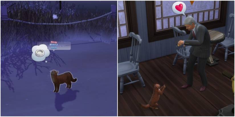 feeding an hungry stray