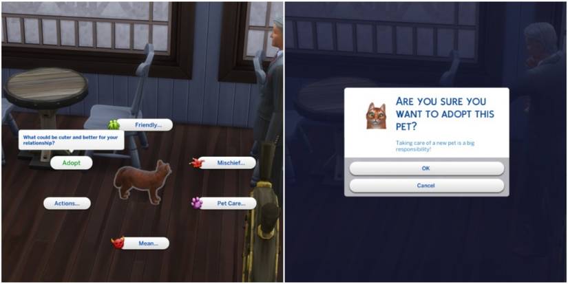 accepting adoption process stray cat