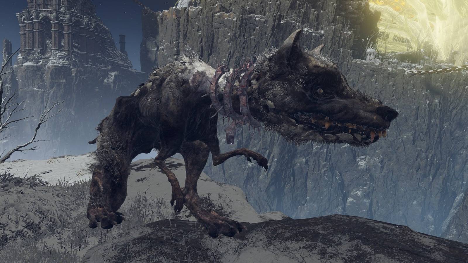 caelid-dog-walking-around