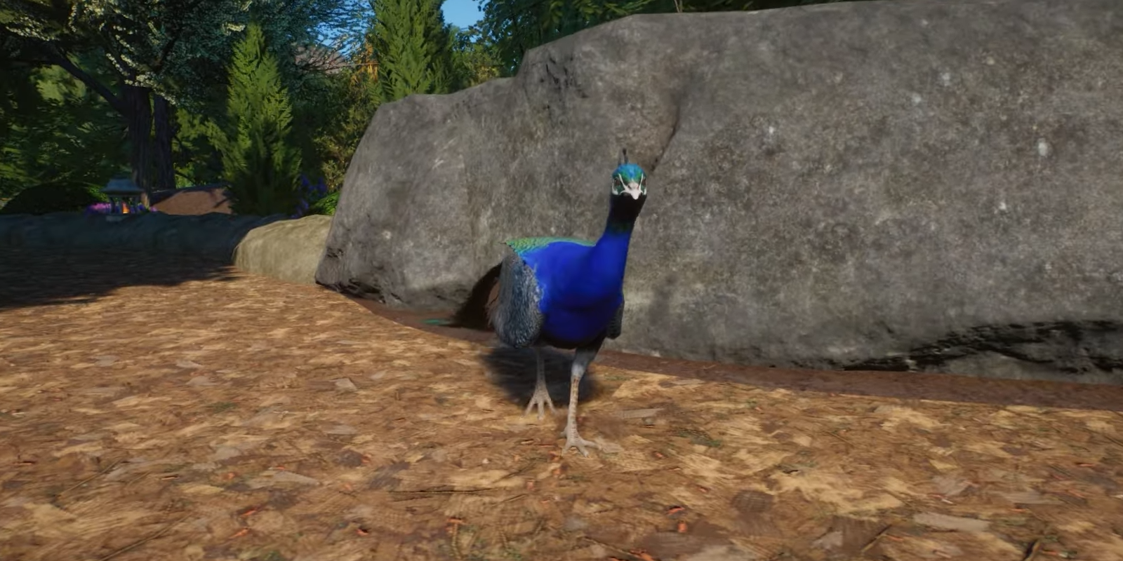 Planet Zoo Indian Peafowl