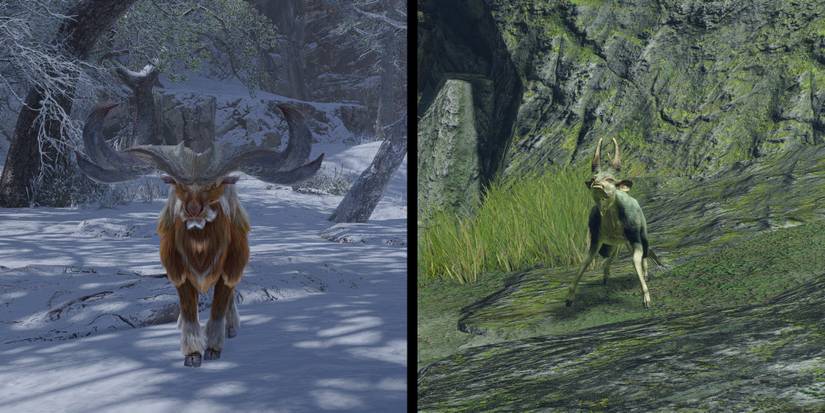 Monster Hunter Rise - Anteka and Kelbi In Their Natural Habitats