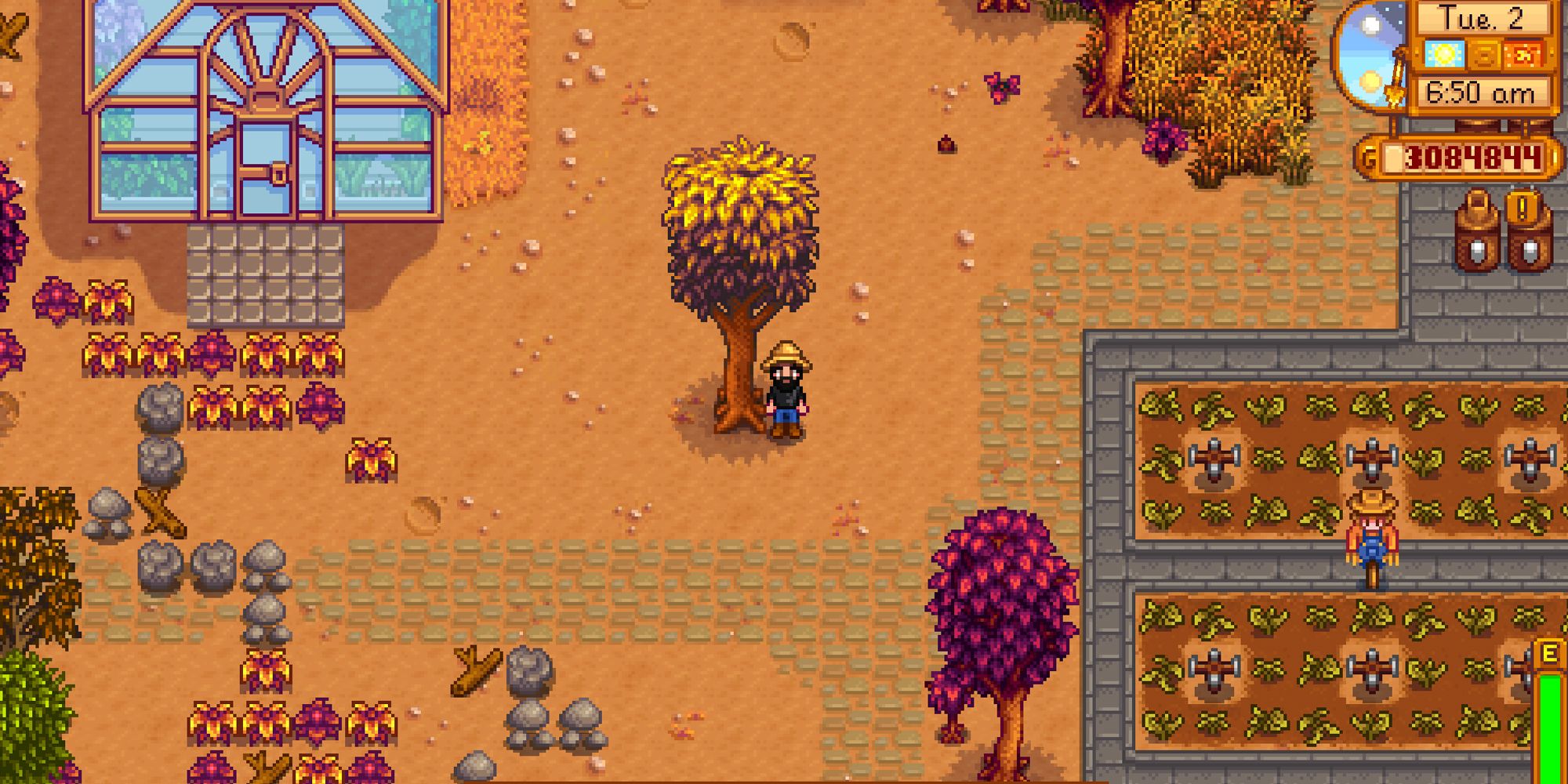 Mahogany tree in Stardew Valley