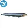 TS4 Electric Eel