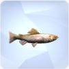 TS4 Trout