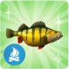 TS4 Yellow Perch