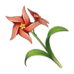 Windwheel Aster Genshin Impact