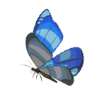 winterwing butterfly botw