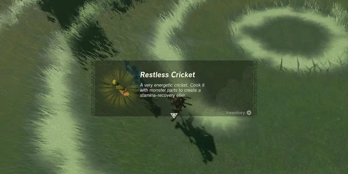 Link collects a Restless Cricket in Tears of the Kingdom