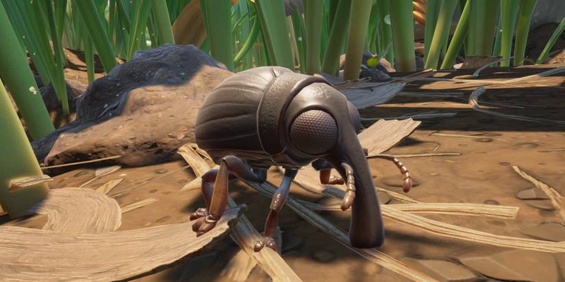 Grounded Weevil Meat