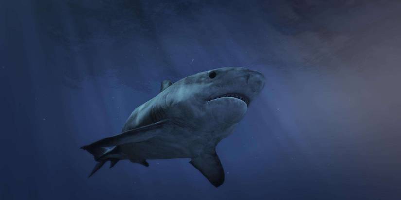 GTA 5 Shark 