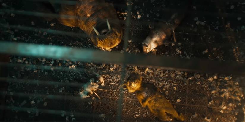 Guardians Of The Galaxy Vol 3 Award James Gunn PETA