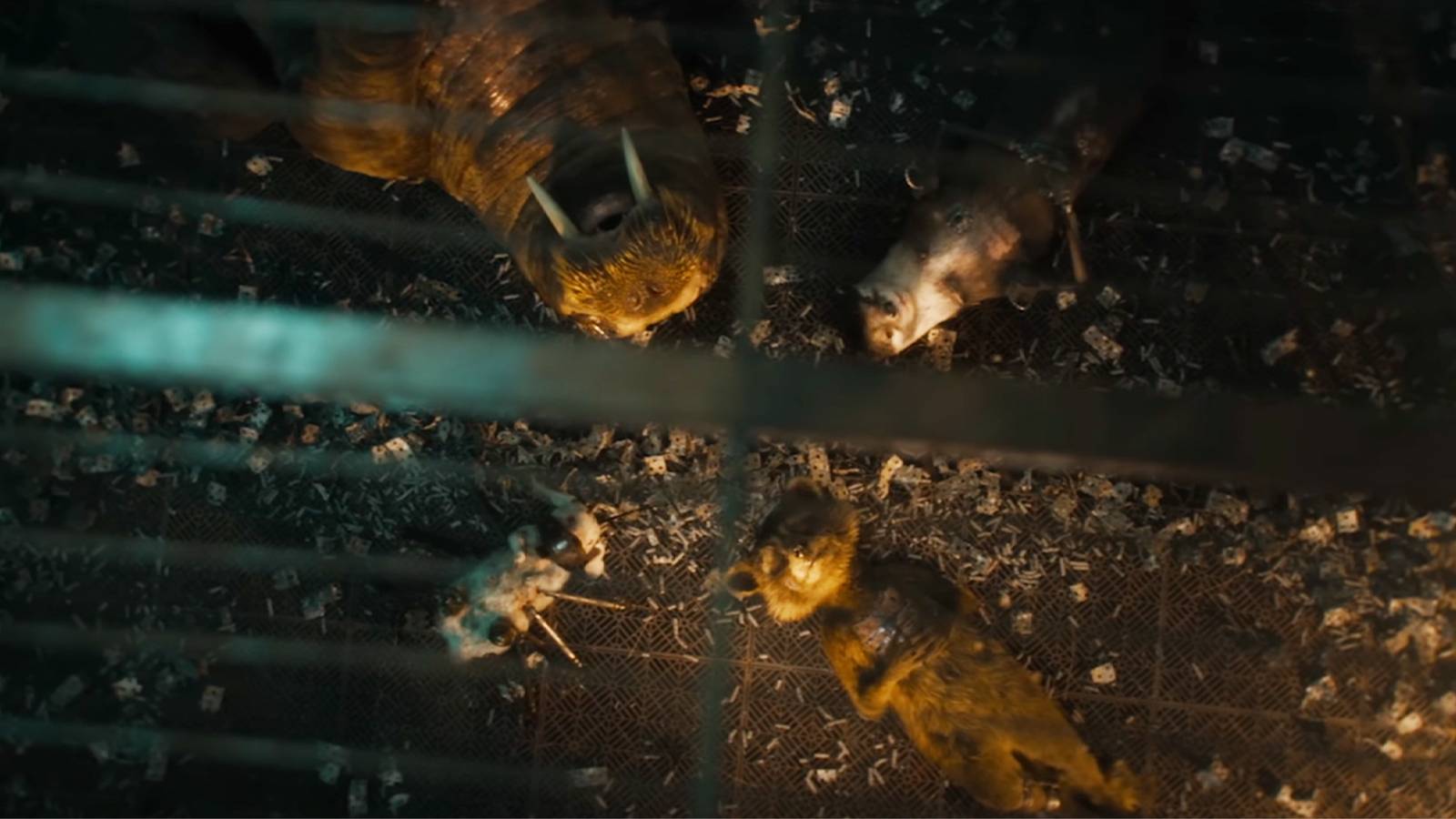 Guardians Of The Galaxy Vol 3 Award James Gunn PETA