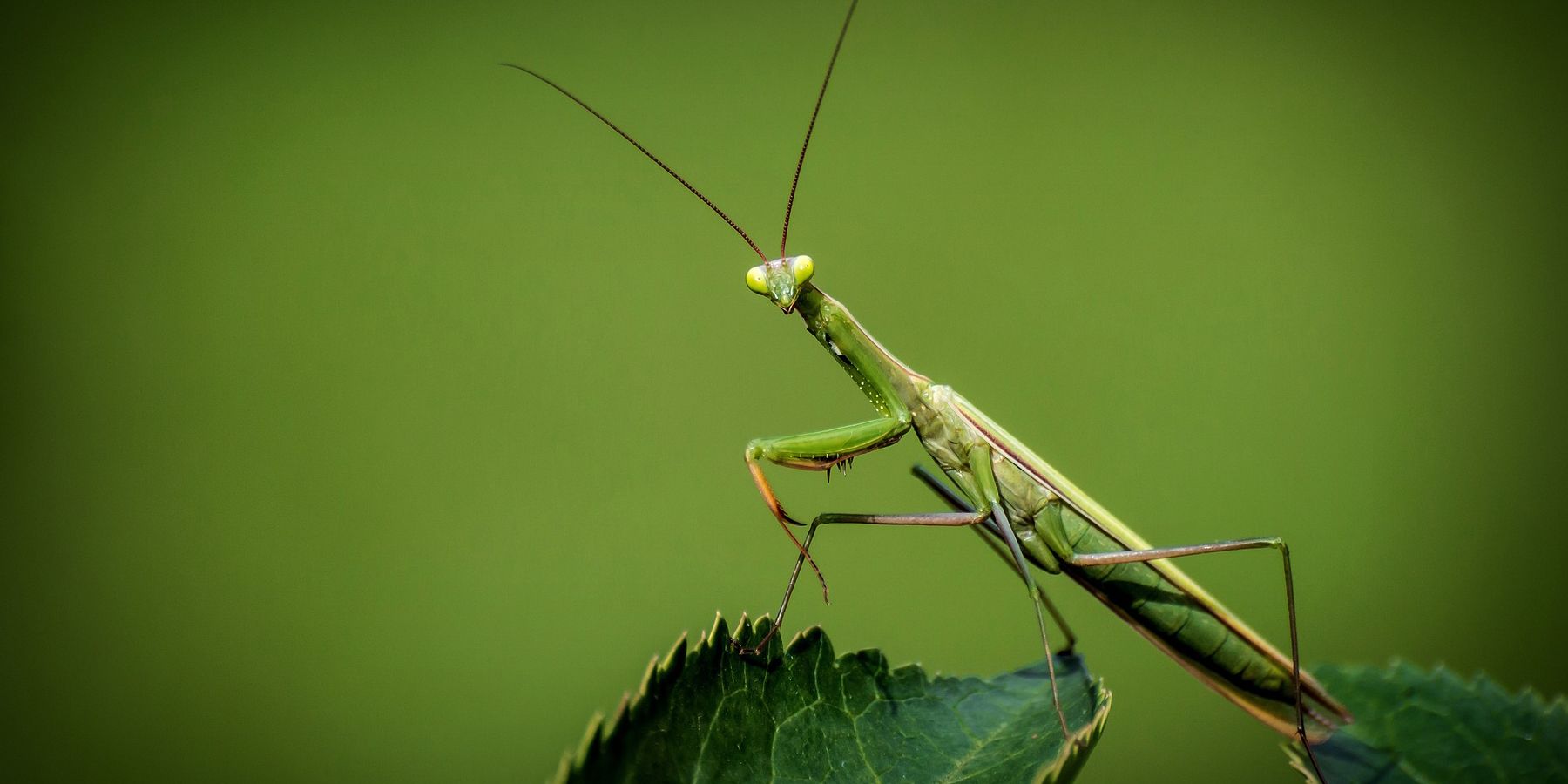 horizon-forbidden-west-praying-mantis-machine