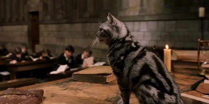 mcgonagall cat