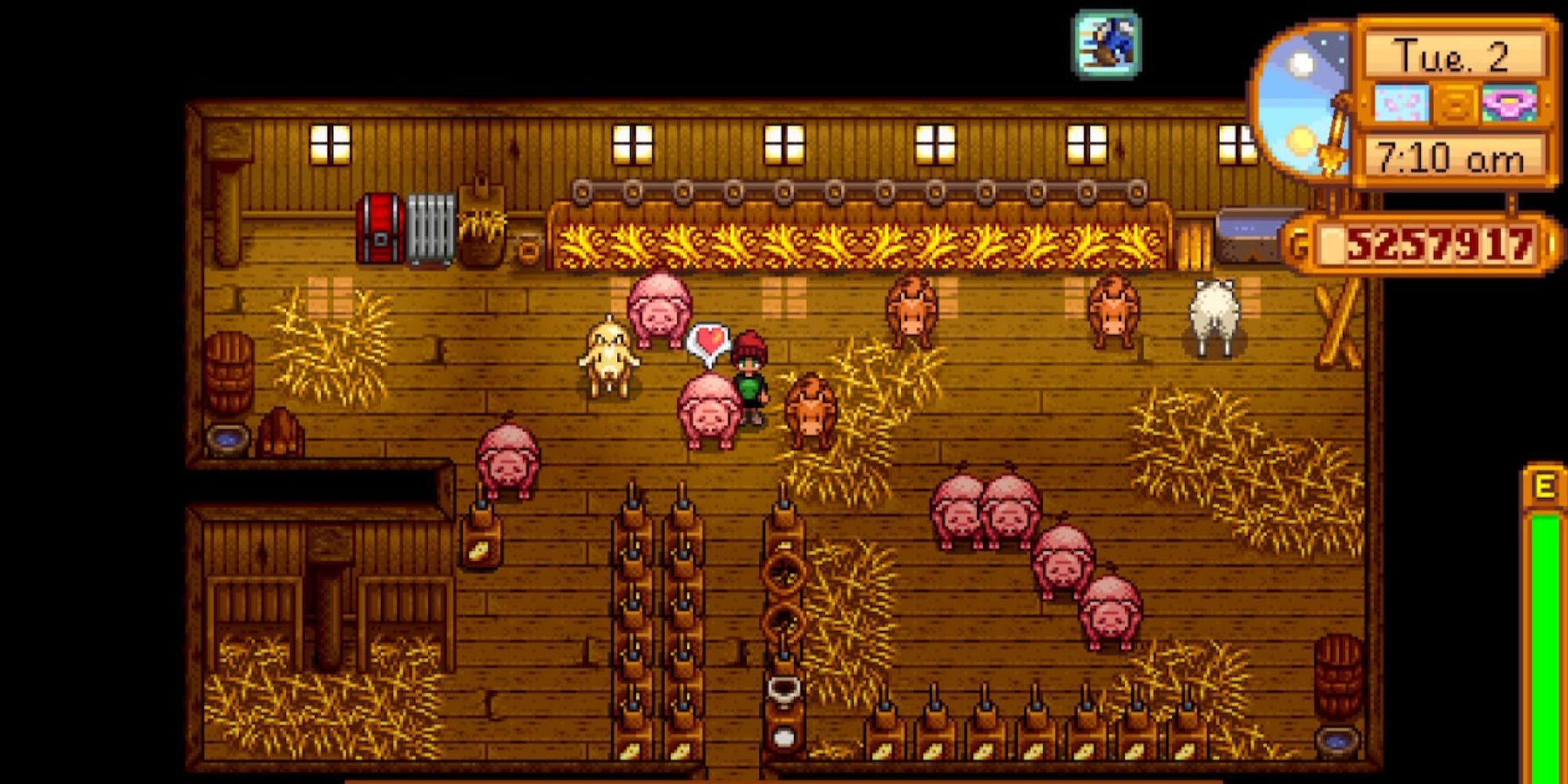 Petting a Pig Stardew Valley