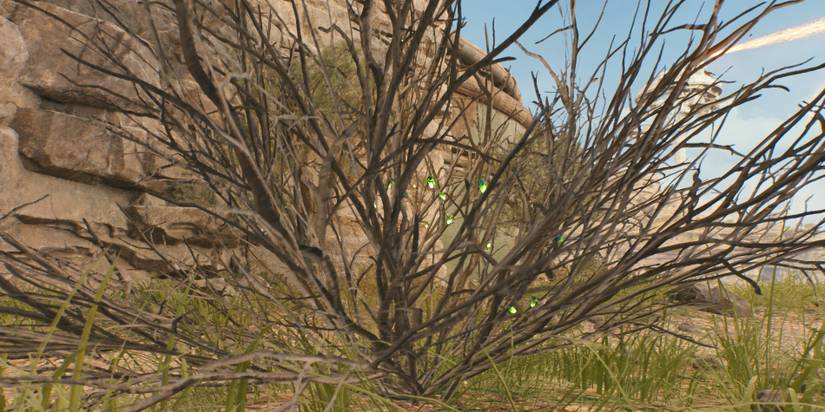 SWJS-Seeds-Glowing-Bugs-Closeup