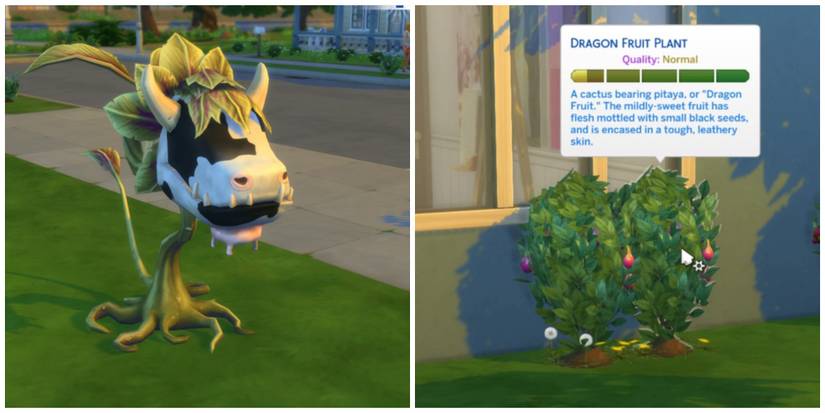 A Cowplant and a Dragon Fruit Plant in The Sims 4