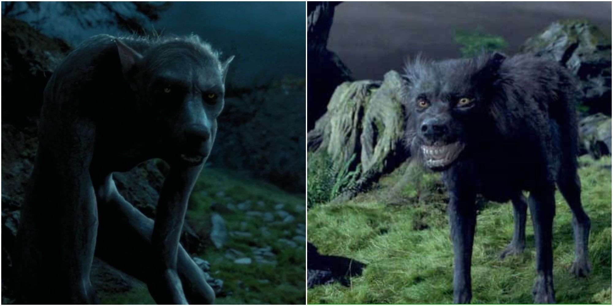 Split image of Remus Lupin's Werewolf transformation and Sirius Black's Animagus form Padfoot.