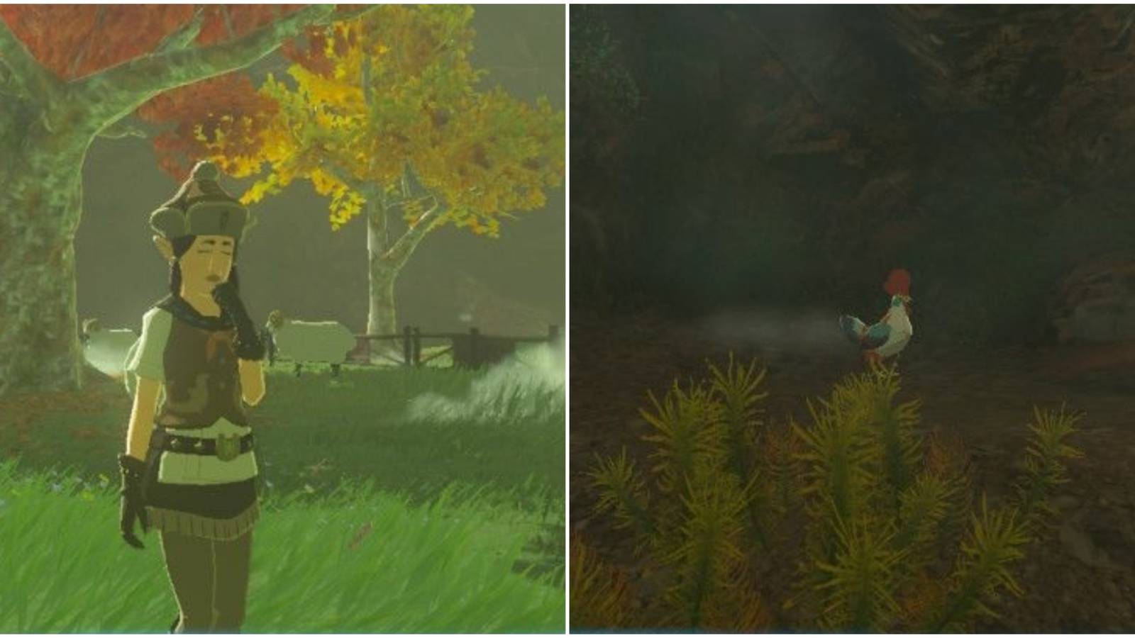 kaifa noc and cucco inside a well