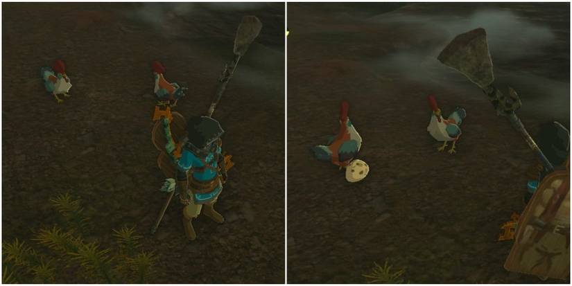 happy cucco inside well