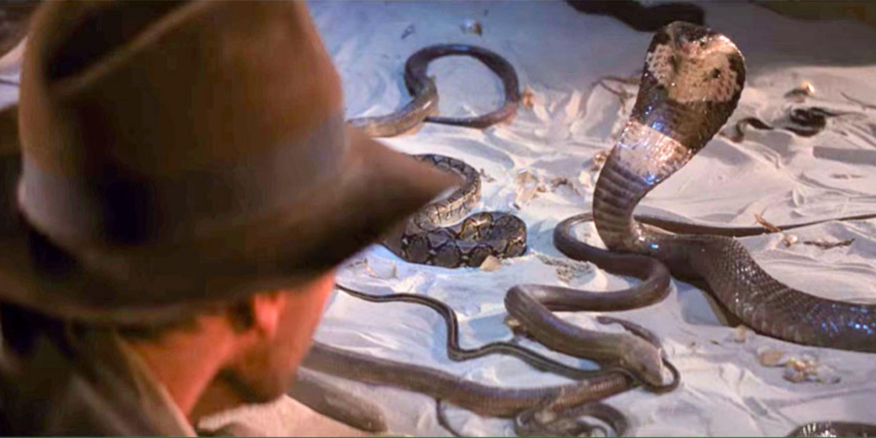 indiana jones looking at a rattlesnake