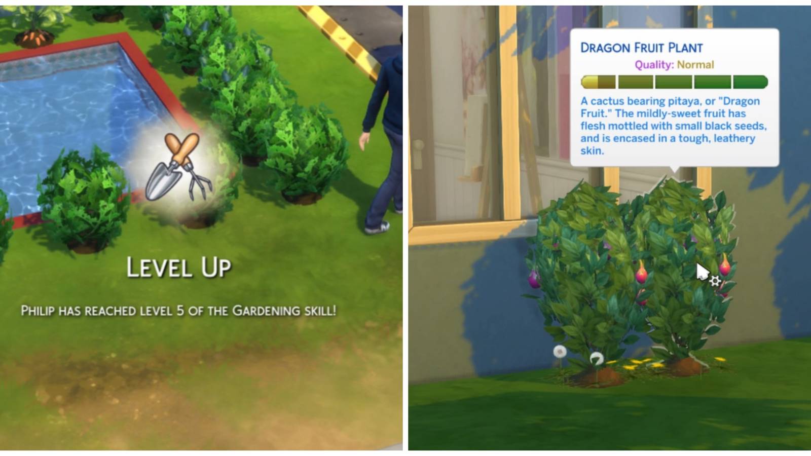 Growing a Dragon Fruit Plant in The Sims 4
