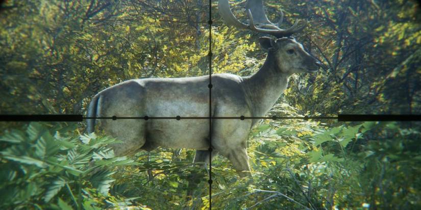 Player Aiming At A Deer While Hiding In Grass