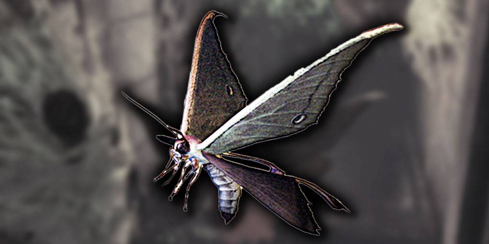 moth-resident-evil-code-veronica.jpg (1000×500)