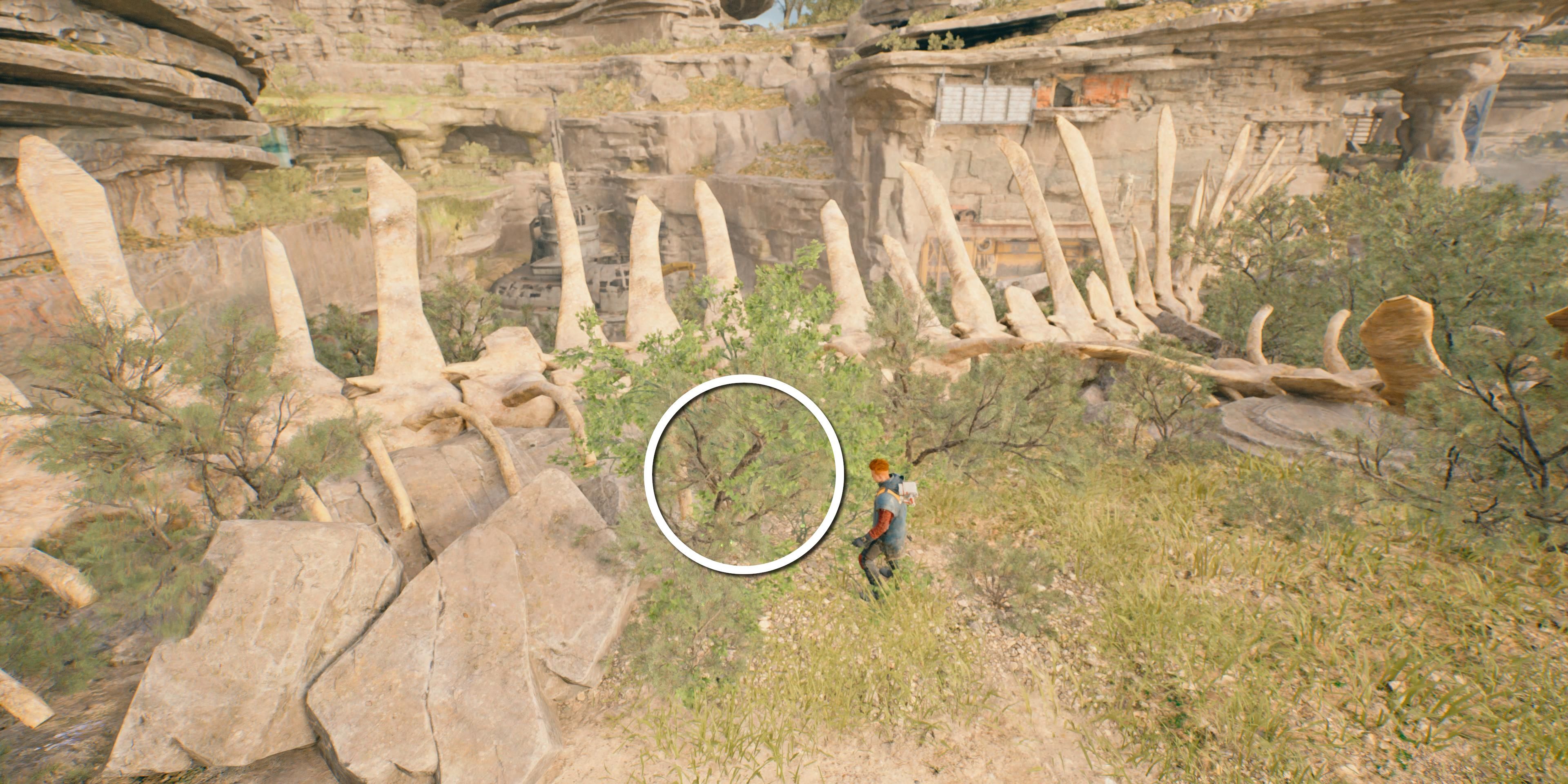 Unlock Every Koboh Seed Pod Location in Star Wars Jedi: Survivor